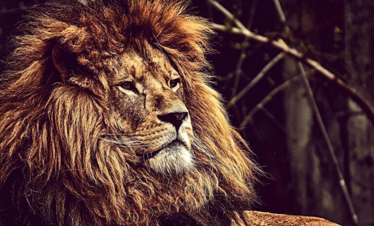A beautiful male lion confidence
