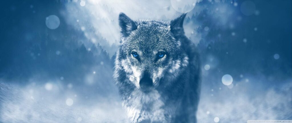 Alpha wolf pack leader in snow