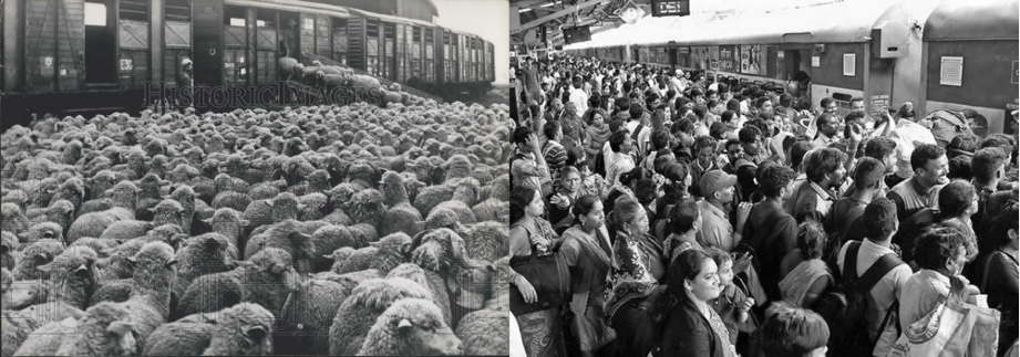 the sheep herd on the lower consciousness